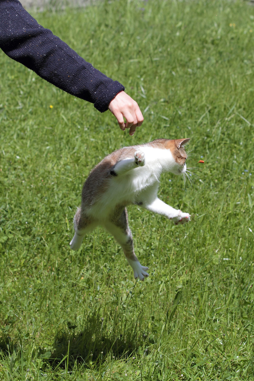 Jumping Cats ...or Flying?