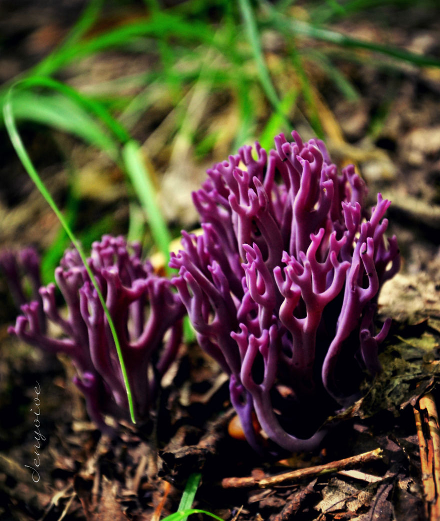 Clavaria Zollingeri