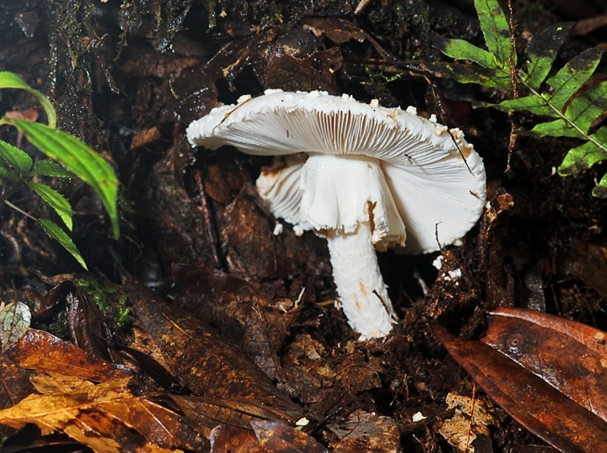 Amanita Sp. (costa Rica)