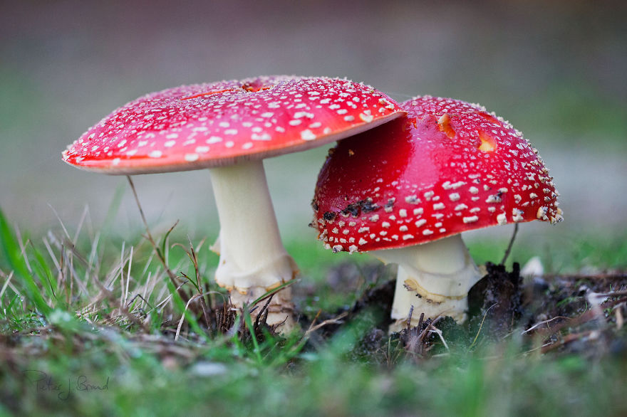 Amanita Muscaria