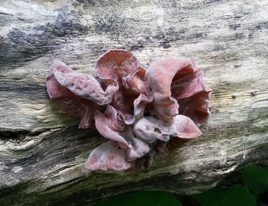 Auricularia Auricula-judae