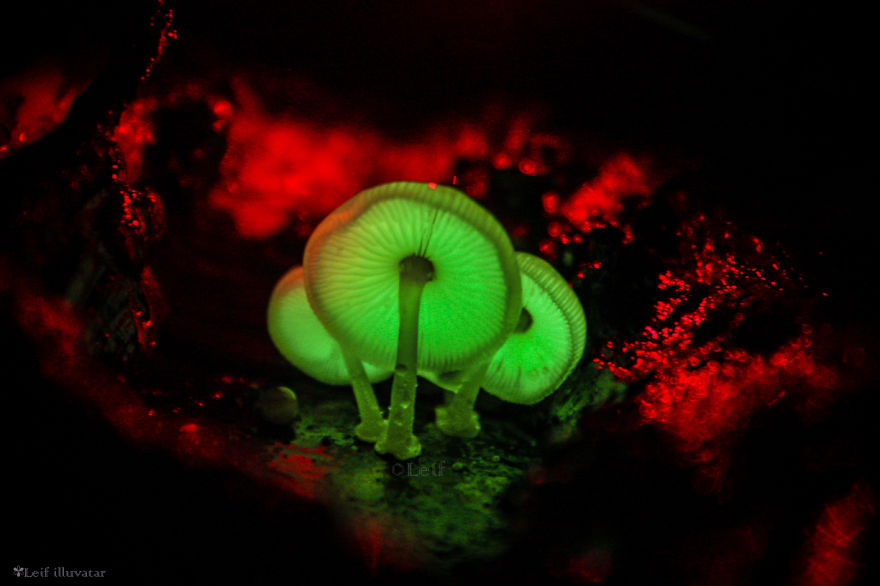 Bioluminescent Mushroom By Leif Illuvatar