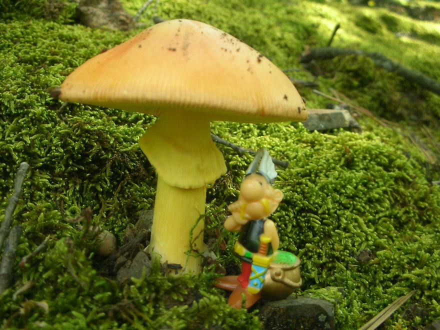 Amanita Cesarea