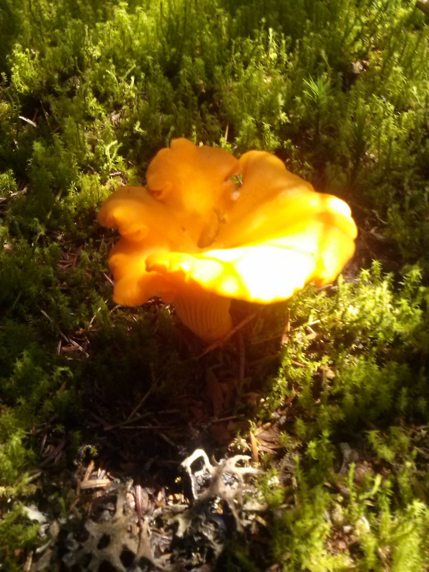 Lisičarka ( Cantharellus Cibarius )