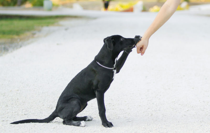 Story Of A Rescued Puppy