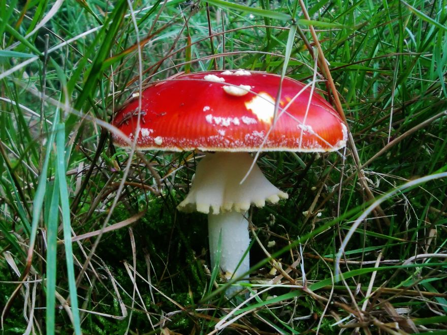 "vliegenzwam" In Dutch