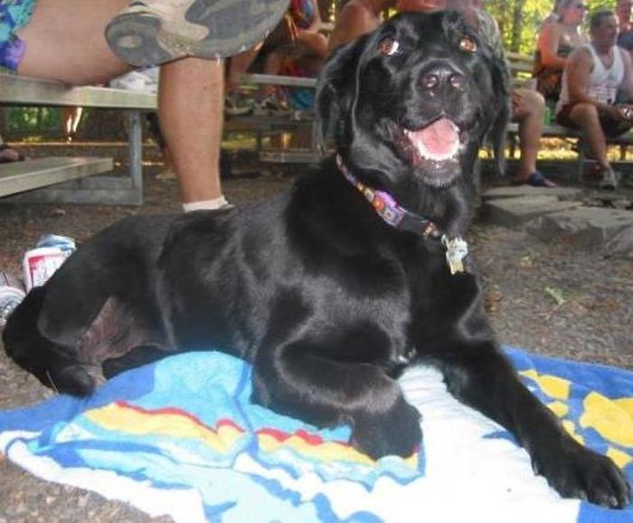 Casie The Three Legged Wonder Lab - First Campung Trip August 2003