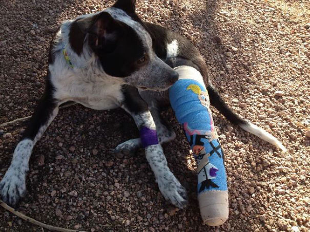 Dexter's Laboratory Cast