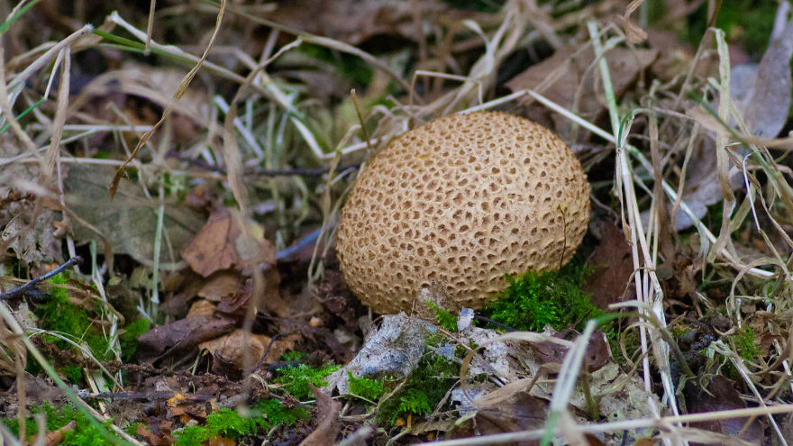 Common Earthball