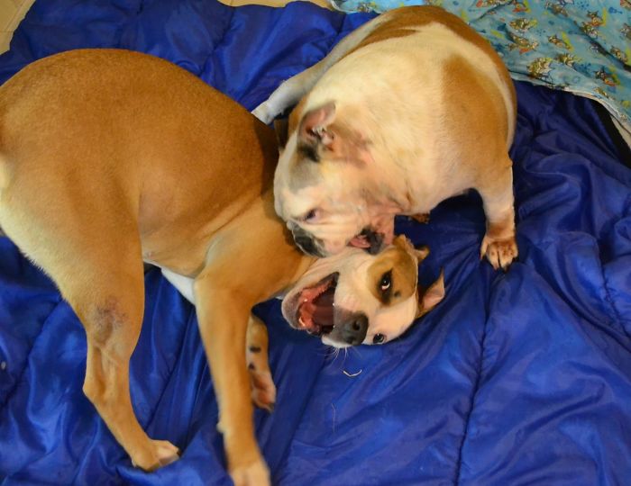 Dogbie... Just A Little.... Taste.... Nom Nom Nom