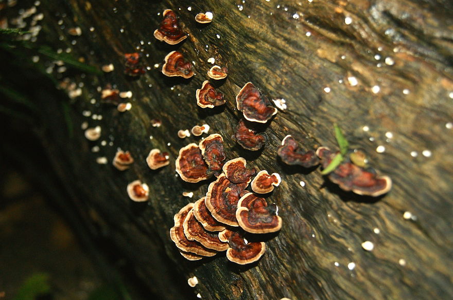 Cuc Phuong Viet Nam.