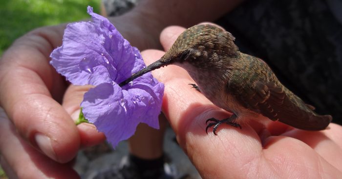 This Little Guy Needed A Hand After Getting A Concussion.