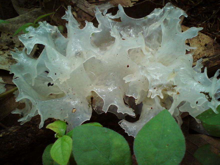 Jelly Mushroom