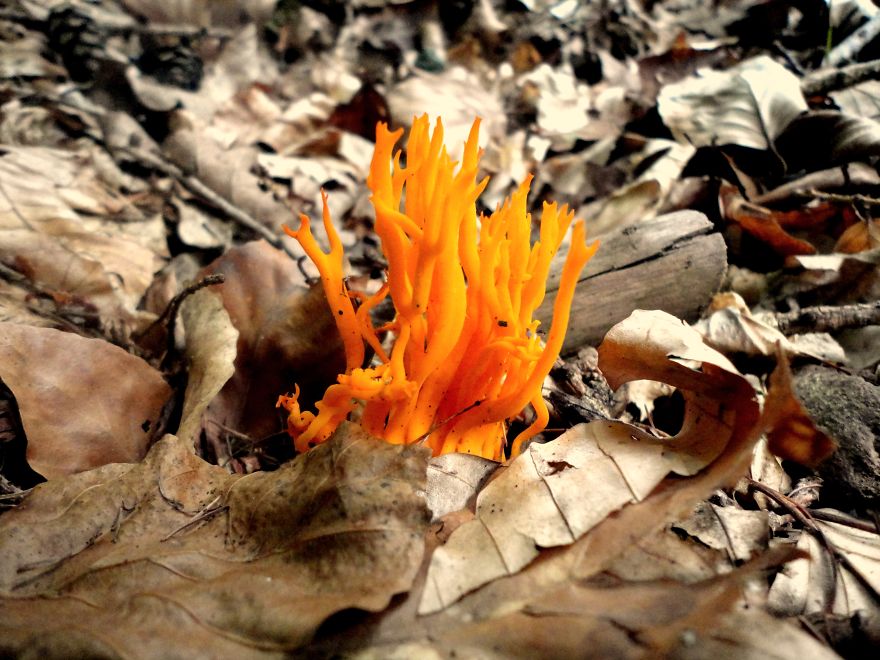 Calocera Viscosa