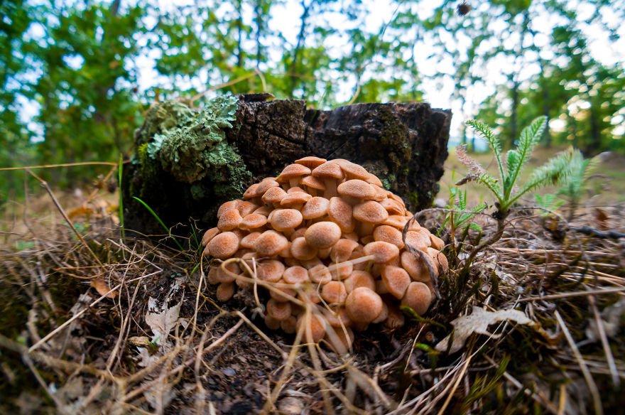 Autumn Forest Fungus