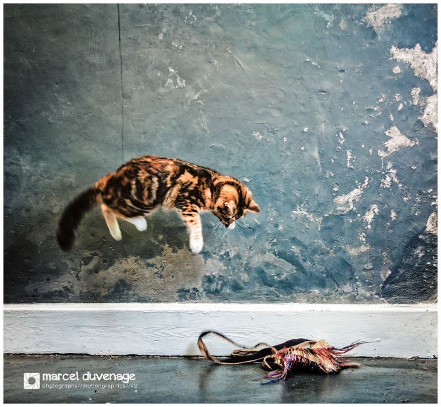 Attack Of The Killer Fluffy Stuffs