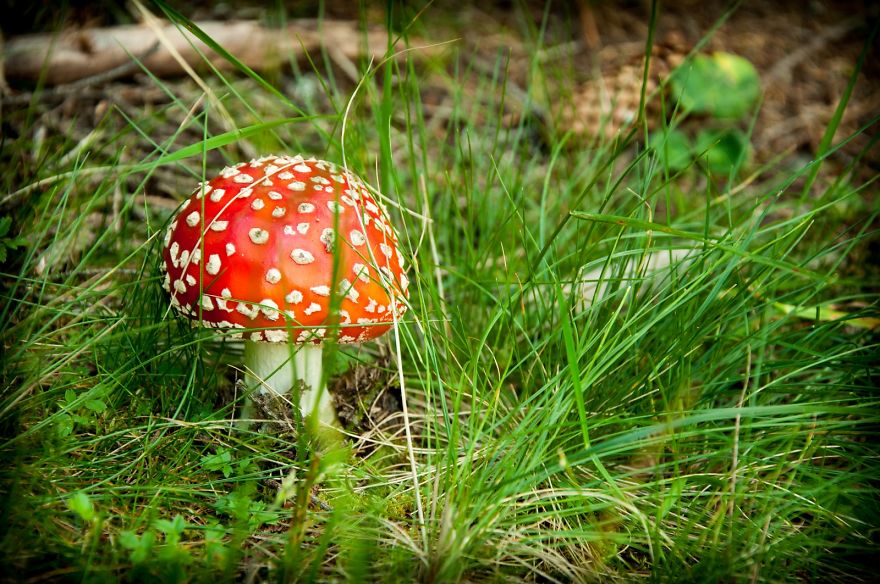 Toadstool, Bucegi Mountains, Romania