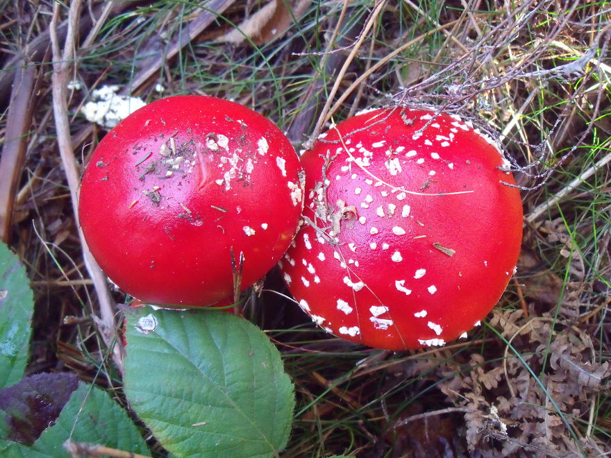 Amanita Muscaria - Fly Agaric