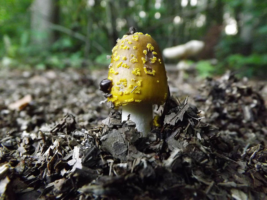 Yellow Mushroom