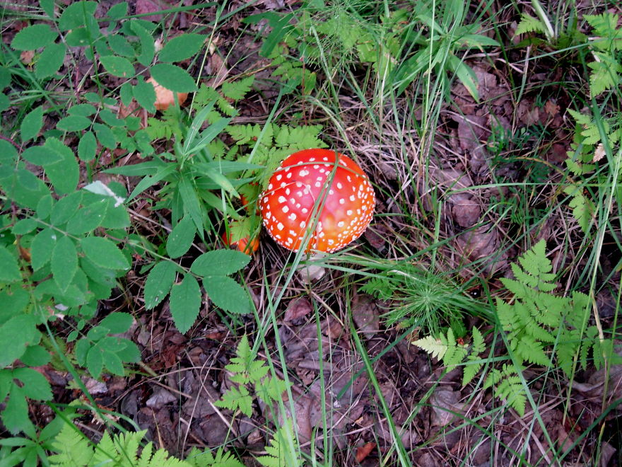 Toadstool