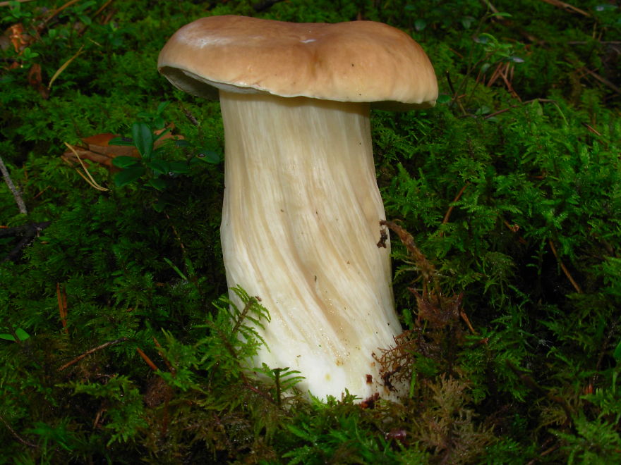 Boletus Edulis
