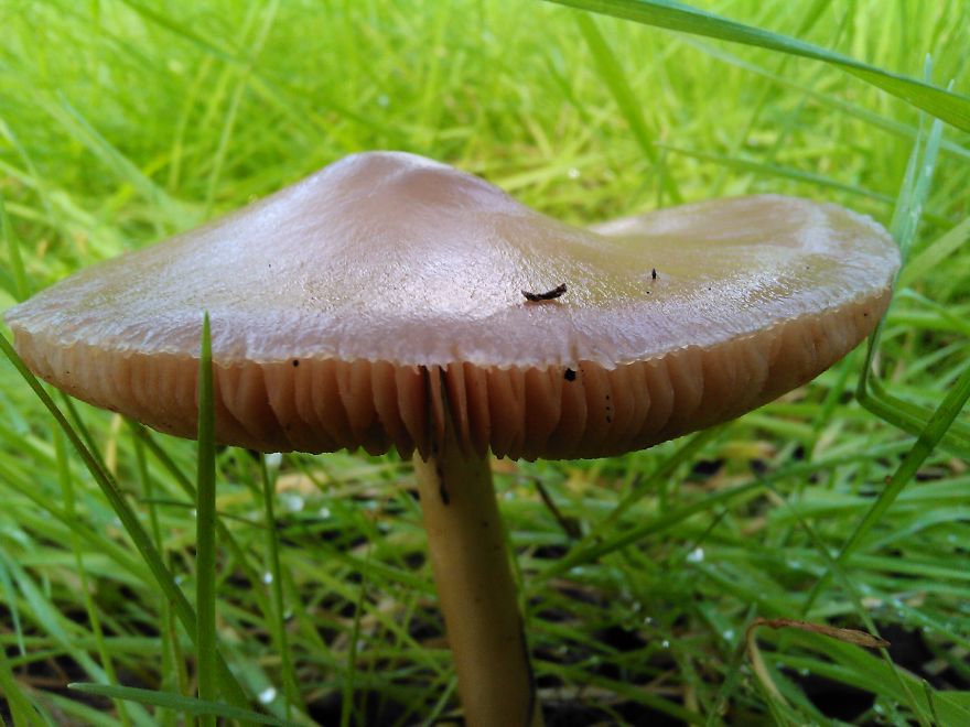 The Smoking Caterpillar's Crib