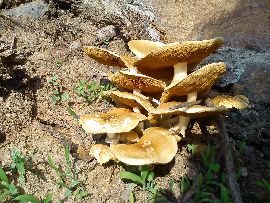 Agrocybe Cylindracea