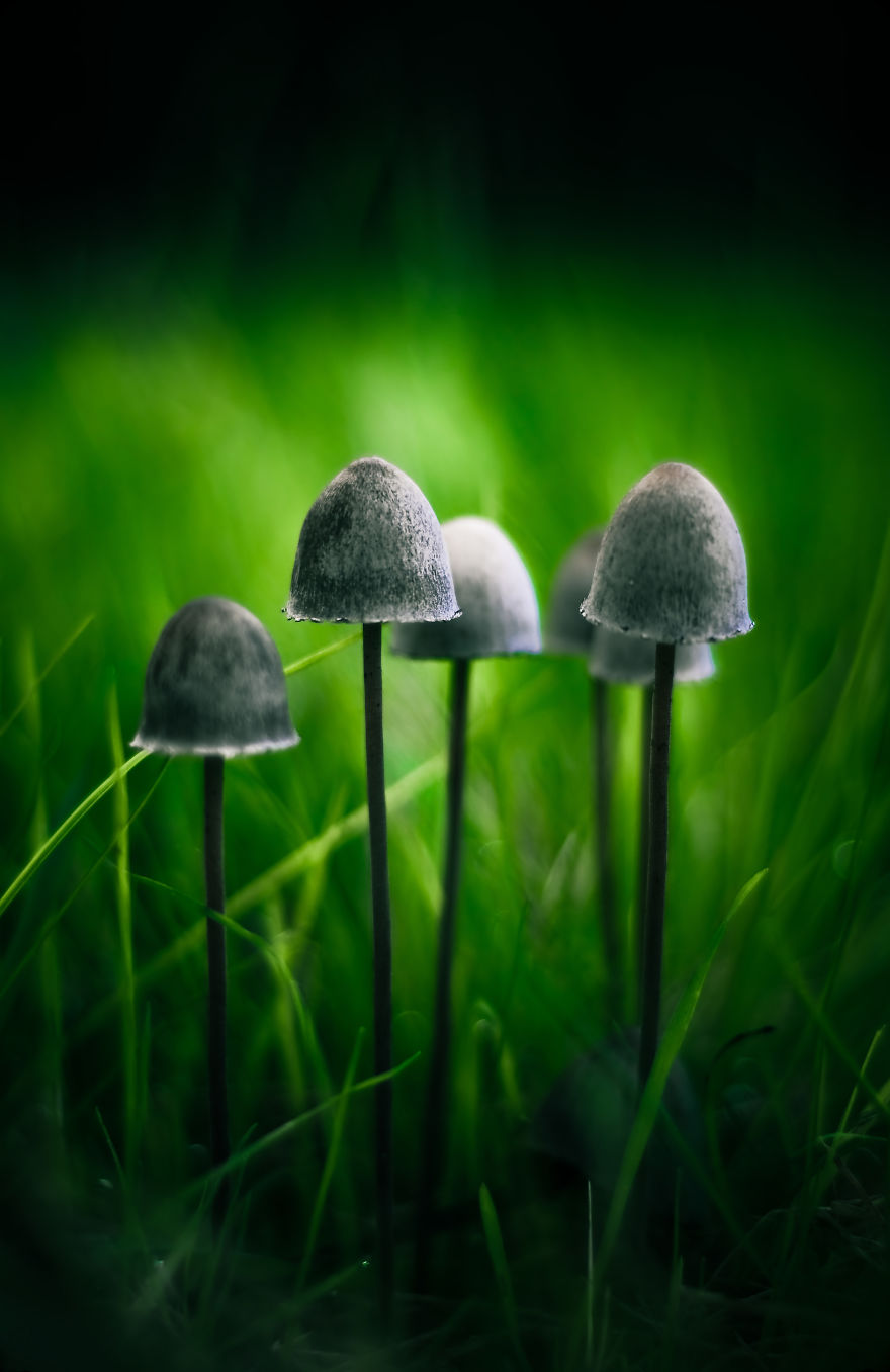 Panaleous Sphinctrinus