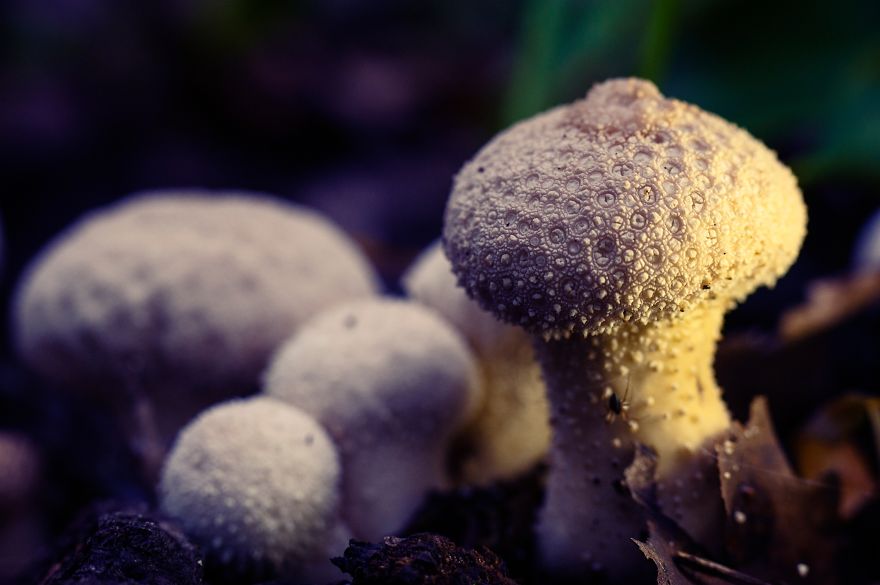Lycoperdon Perlatum