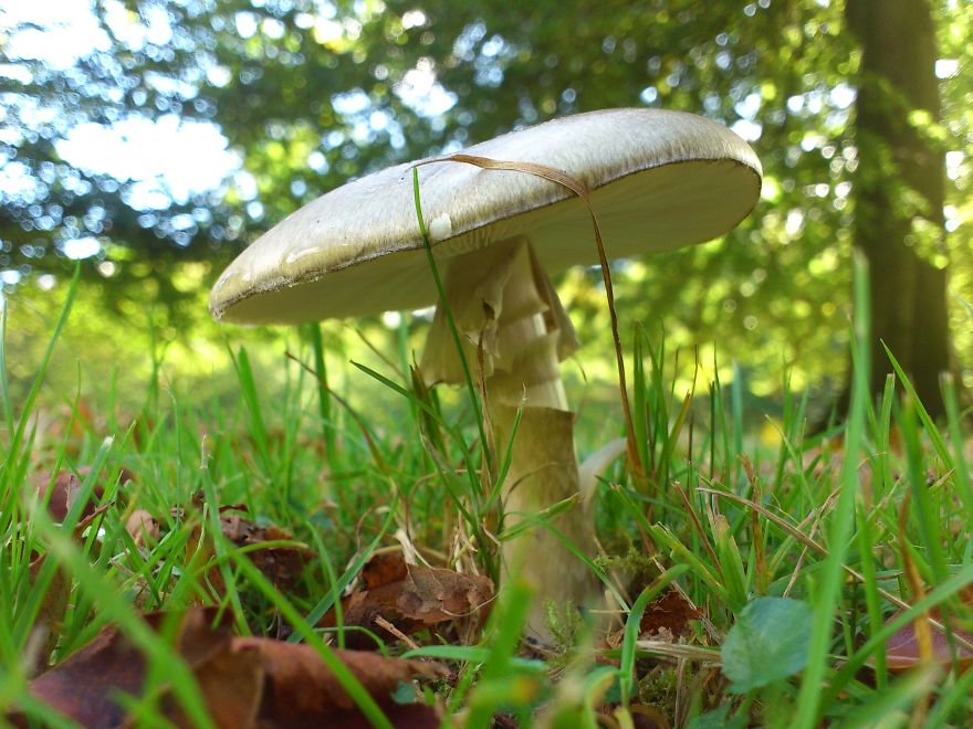Amanita Phalloides
