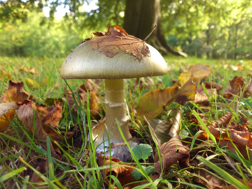 Amanita Phalloides