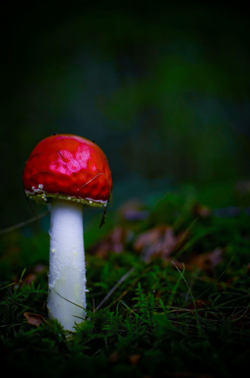 Amanita Muscaria