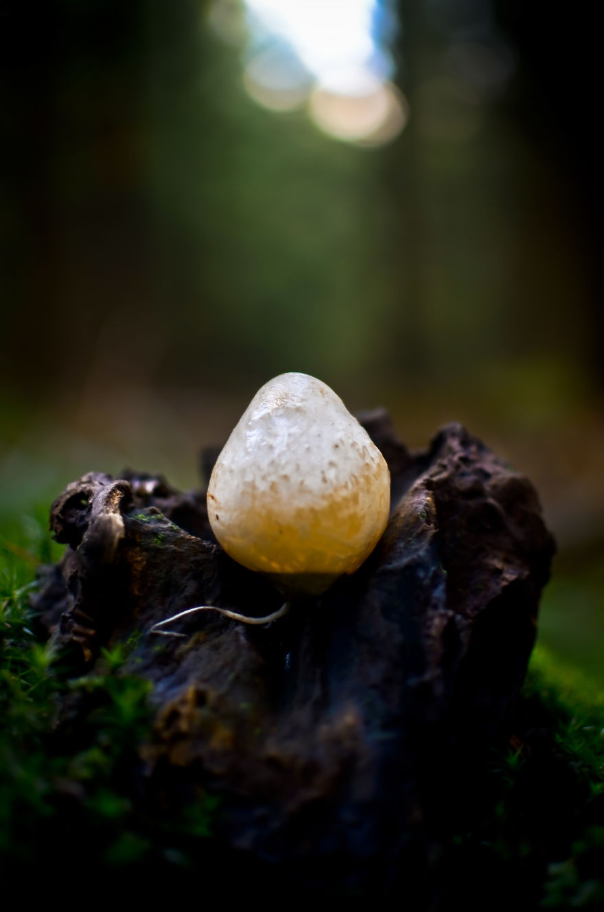 The Egg - Phalus Impudicus Egg