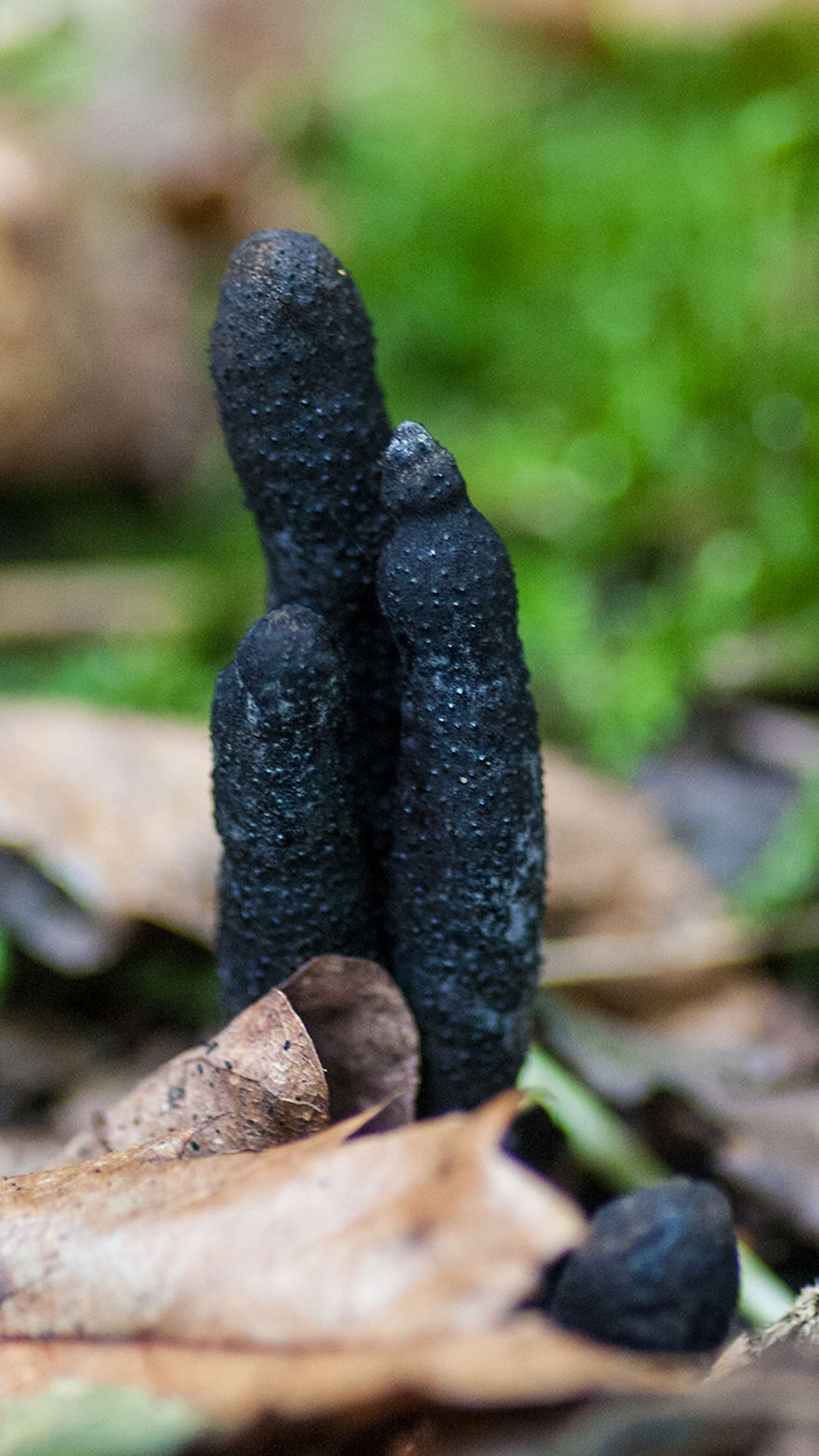 Dead Man's Fingers!