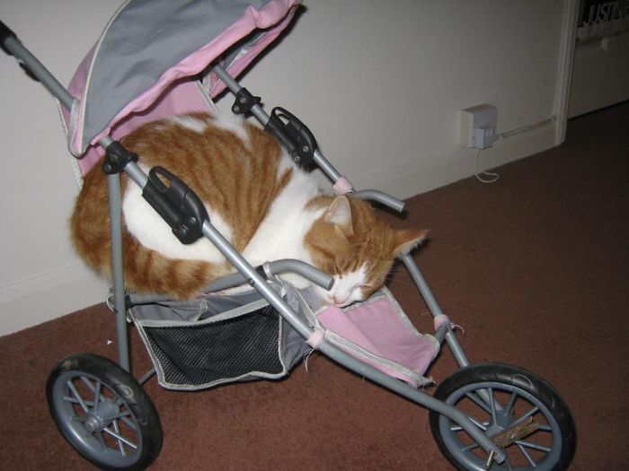 Pram Kitty
