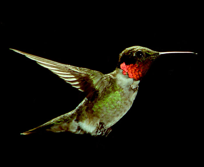 Ruby-throated