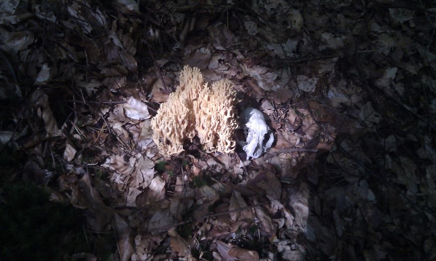 Yellow Coral & Scull