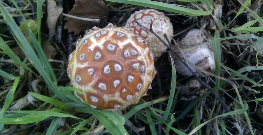 Catrine House Mushrooms, Ayrshire