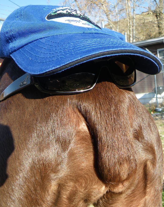 Dog Who Looks Like A Long Nosed Fisheries Technician.