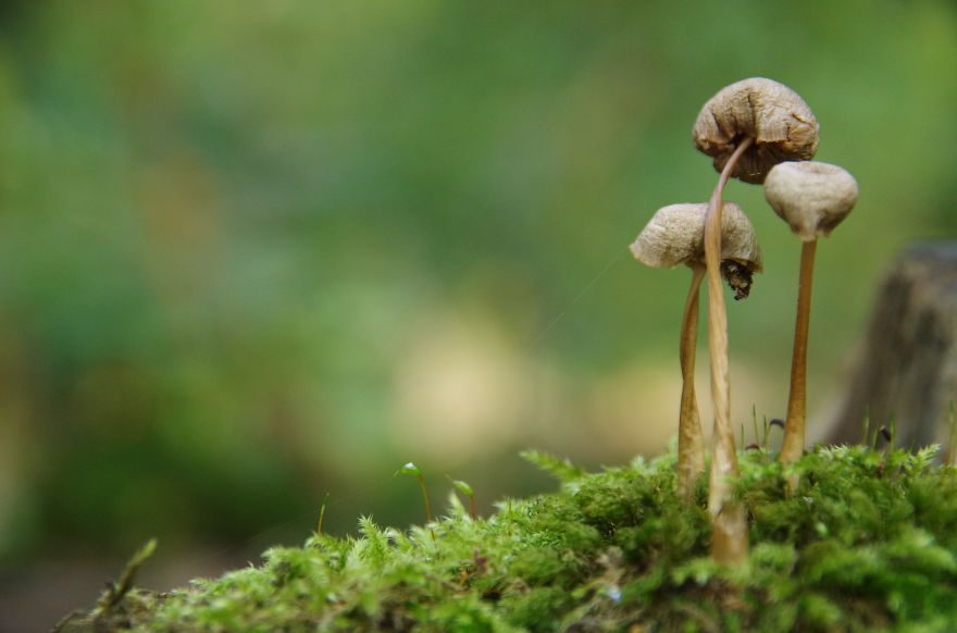 Don't Mind Me. I'm Just A Ropeway.