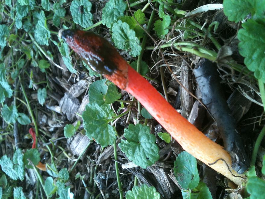 Stinkhorn