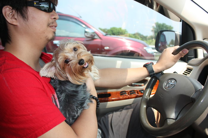 Izzie, My Driving Buddy. :)