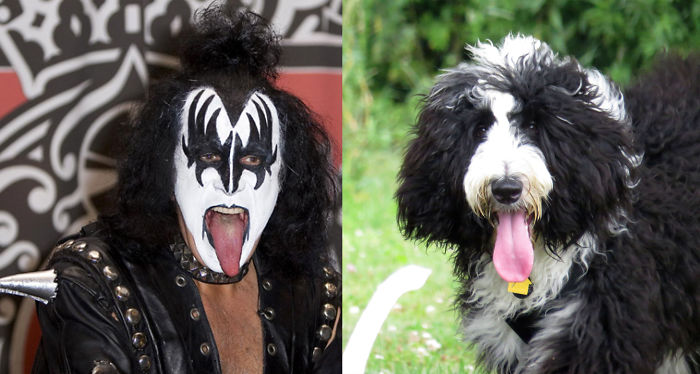 Quincy The Sheepadoodle Looks Like Kiss!!