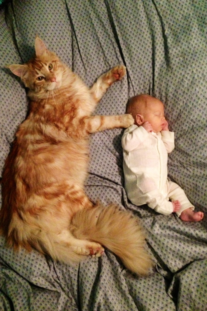 A Purrfect Babysitter..