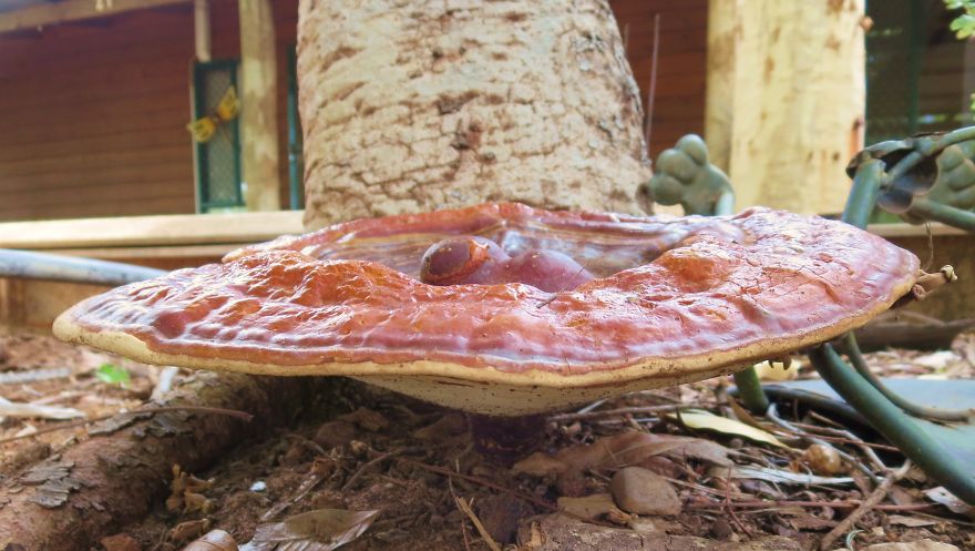 Flying Saucer In The Kimberley...