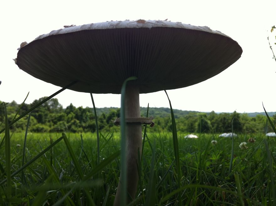 Fairy Ring - Babler State Park, Wildwood, Mo