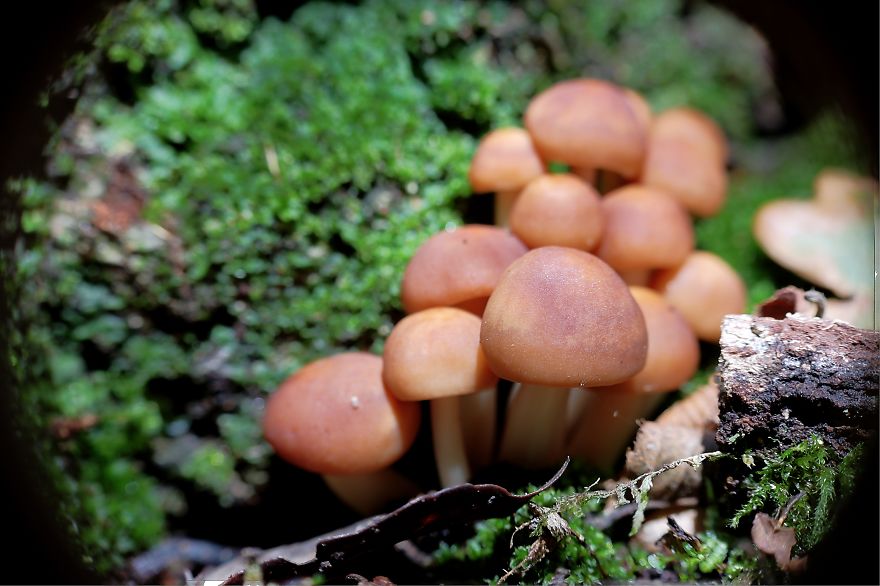 Hypholoma Fasciculare