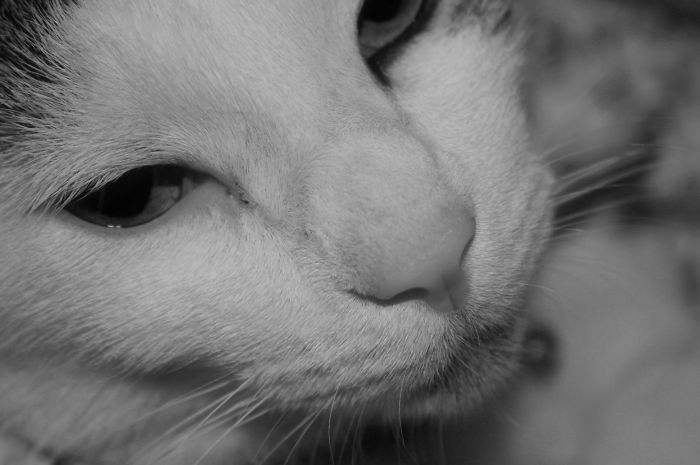 Farinelli, Il Castrato