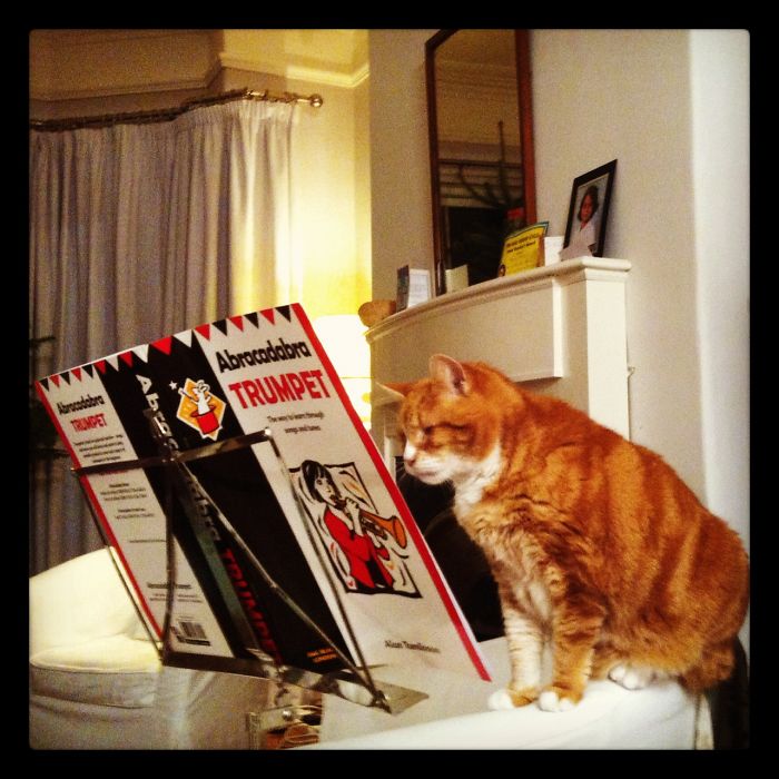 This One Is Even More Interesting Once You Know My Cat Is Blind (and Can't Play The Trumpet!)