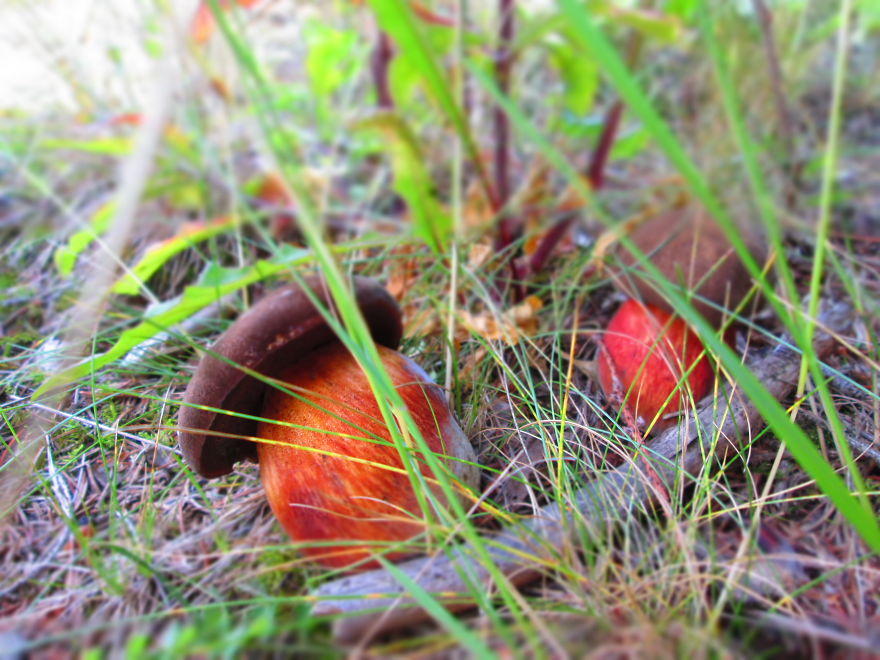 Boletus Luridus